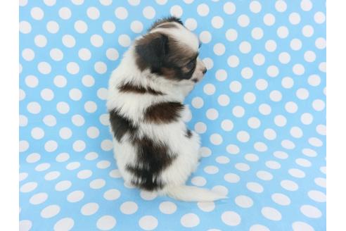 成約済の千葉県のパピヨン-126182の4枚目