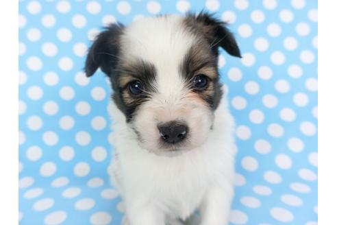 成約済の千葉県のパピヨン-126182の3枚目