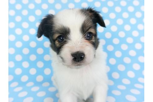 成約済の千葉県のパピヨン-126182の2枚目