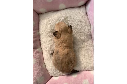 成約済の福岡県のチワワ(ロングコート)-126183の2枚目