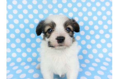 成約済の千葉県のパピヨン-126186の1枚目