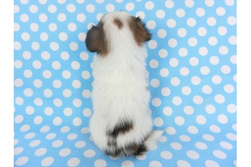 成約済の千葉県のパピヨン-126186の4枚目