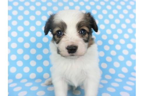 成約済の千葉県のパピヨン-126186の3枚目