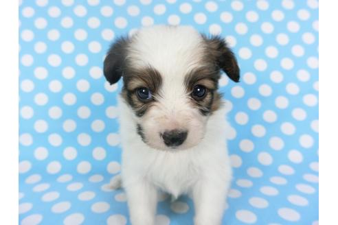 成約済の千葉県のパピヨン-126186の2枚目