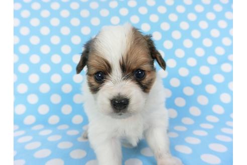 成約済の千葉県のパピヨン-126188の1枚目