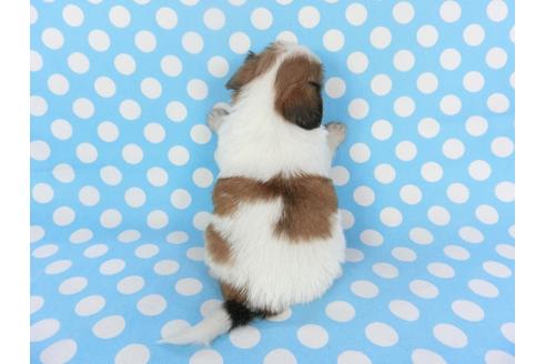 成約済の千葉県のパピヨン-126188の4枚目