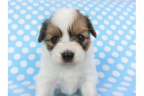 成約済の千葉県のパピヨン-126188の3枚目