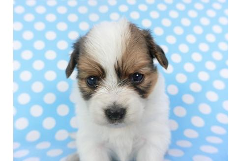 成約済の千葉県のパピヨン-126188の2枚目