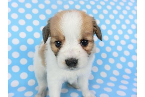 成約済の千葉県のパピヨン-126189の1枚目