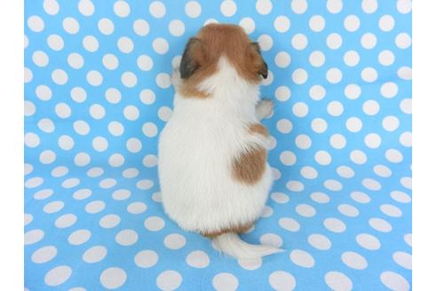 成約済の千葉県のパピヨン-126189の4枚目