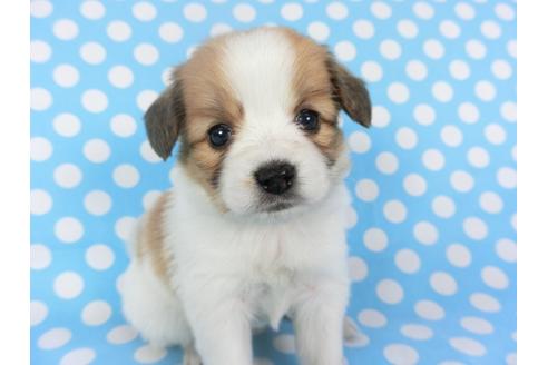 成約済の千葉県のパピヨン-126189の3枚目