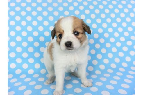 成約済の千葉県のパピヨン-126189の2枚目