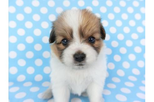 成約済の千葉県のパピヨン-126190の1枚目