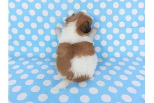 成約済の千葉県のパピヨン-126190の4枚目