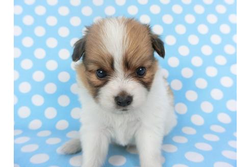 成約済の千葉県のパピヨン-126190の3枚目