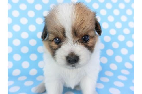 成約済の千葉県のパピヨン-126190の2枚目