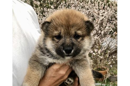 成約済の奈良県の柴犬-126194の1枚目