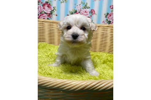 成約済の秋田県のマルプー:マルチーズ×トイプードル-126218の1枚目