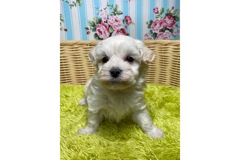 成約済の秋田県のマルプー:マルチーズ×トイプードル-126218の3枚目