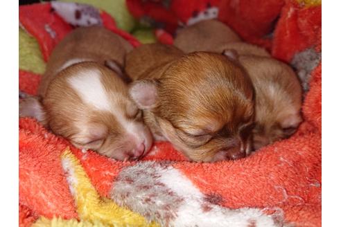 成約済の神奈川県のチワワ(ロングコート)-124564の69枚目