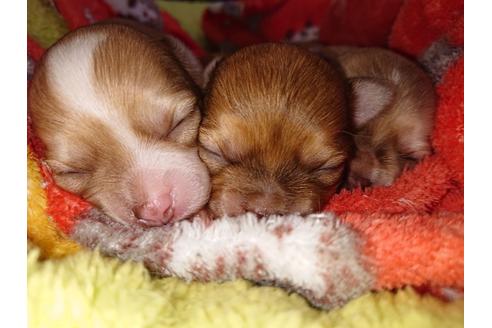 成約済の神奈川県のチワワ(ロングコート)-124564の67枚目