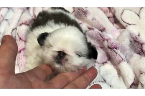 成約済の青森県のペキニーズ-126284の2枚目