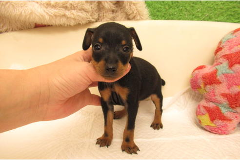 大阪府のミニチュアピンシャー ミニピン 男の子 21 02 03生まれ ブラック タン 子犬id ブリーダーナビ