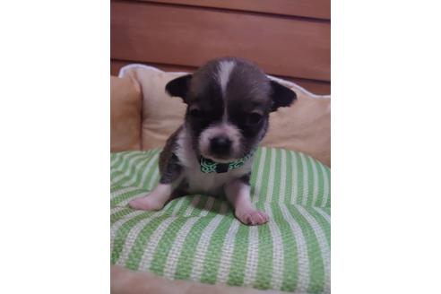 成約済の埼玉県のチワワ(スムースコート)-126307