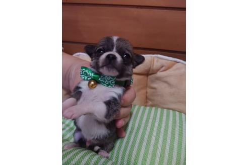 成約済の埼玉県のチワワ(スムースコート)-126307の3枚目