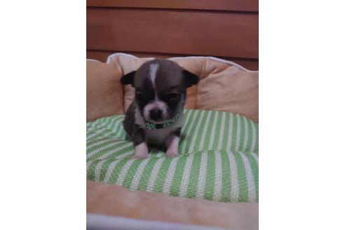 成約済の埼玉県のチワワ(スムースコート)-126307の2枚目