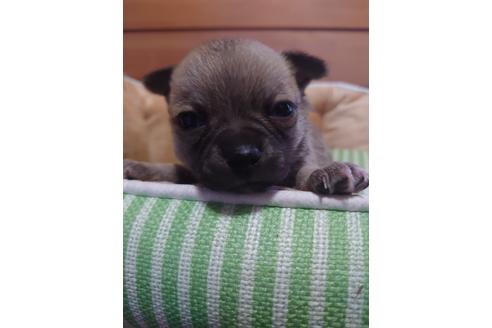 成約済の埼玉県のチワワ(スムースコート)-126308