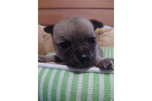 成約済の埼玉県のチワワ(スムースコート)-126308の4枚目