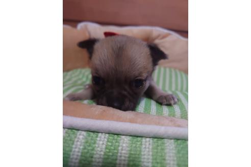 成約済の埼玉県のチワワ(スムースコート)-126308の3枚目