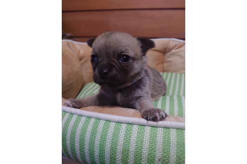成約済の埼玉県のチワワ(スムースコート)-126308の2枚目