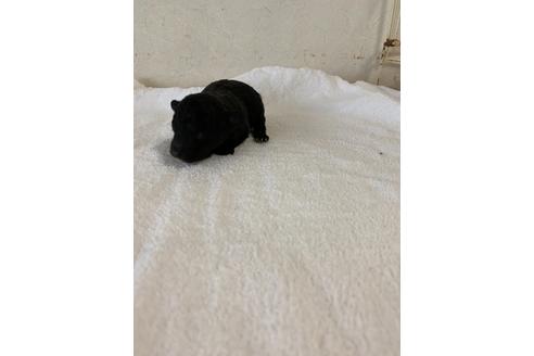 成約済の福岡県のトイプードル-126314