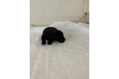 成約済の福岡県のトイプードル-126314の4枚目