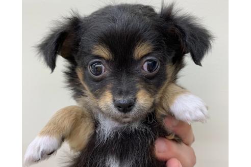 成約済の北海道のその他の犬種-126333の1枚目