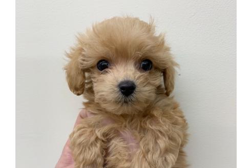 成約済の北海道のその他の犬種-126334の1枚目