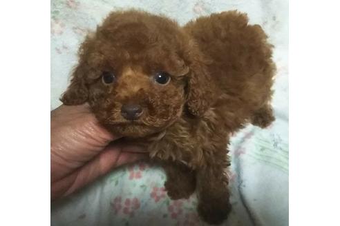 成約済の岐阜県のトイプードル-126391の1枚目
