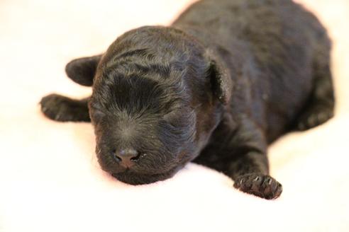 成約済の愛知県のトイプードル-126393の31枚目