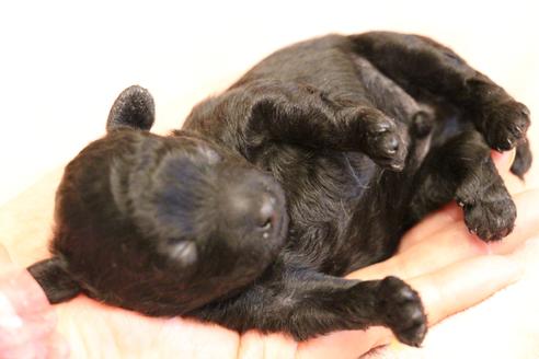 成約済の愛知県のトイプードル-126393の30枚目