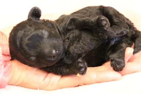 成約済の愛知県のトイプードル-126393の29枚目