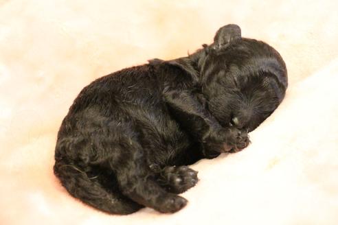 成約済の愛知県のトイプードル-126393の28枚目