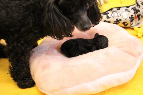 成約済の愛知県のトイプードル-126393の27枚目