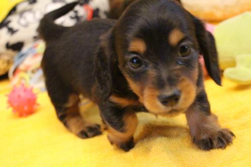 成約済の愛知県のカニンヘンダックスフンド(ロングヘアード)-122234の5枚目