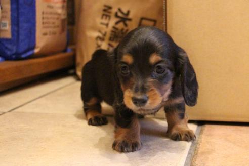 成約済の愛知県のカニンヘンダックスフンド(ロングヘアード)-122234の4枚目