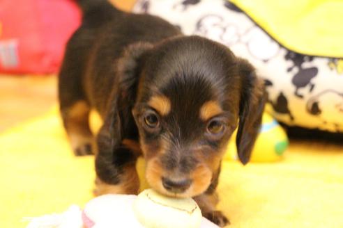成約済の愛知県のカニンヘンダックスフンド(ロングヘアード)-122234の3枚目