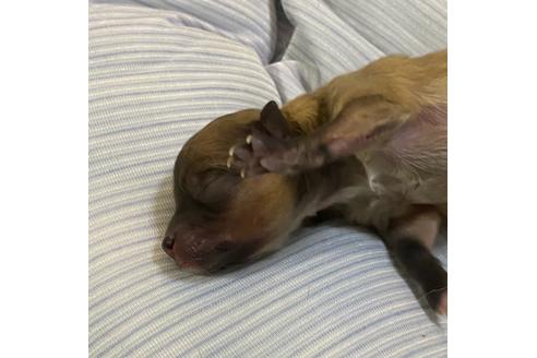 成約済の埼玉県のポメラニアン-126394の5枚目