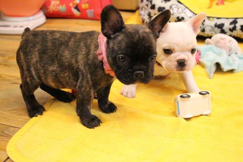 成約済の愛知県のフレンチブルドッグ-121969の4枚目