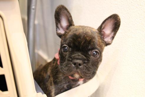 成約済の愛知県のフレンチブルドッグ-121969の2枚目
